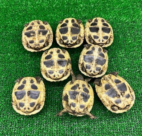8284 ヒガシヘルマンリクガメ 国産CB 約5cm | 爬虫類小動物の買取