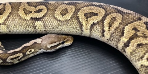 7929 ピューターhetクラウン♀1569g ボールパイソン | 爬虫類小動物の