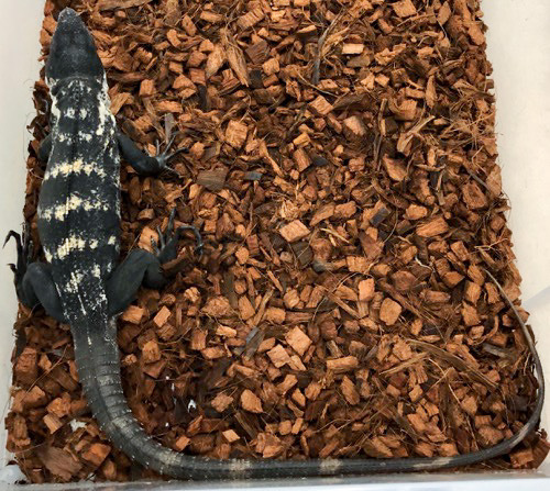 【O-1133】ブラックリザード 飼育ケージ 爬虫類 イグアナ トカゲ ペット O-1133】ブラックリザード 飼育ケージ 爬虫類 イグアナ トカゲ