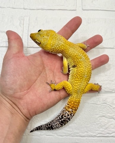 7826 ゴジラジャイアント パラドックス 95g♂ ヒョウモン