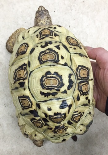 売約済 ホワイトヒョウモンリクガメ 約20cm | 爬虫類小動物の買取