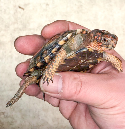 極美！トウブハコガメ レッド血統 約7cm | 爬虫類小動物の買取＆販売