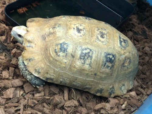 エロンガータリクガメ♂ | 爬虫類小動物の買取＆販売 ルームズー