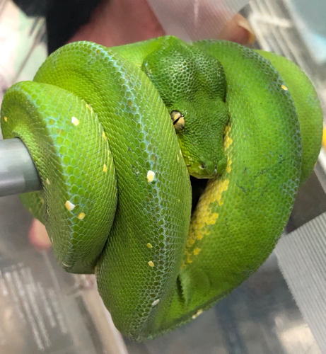 売約済 グリーンパイソン レレ ヤング | 爬虫類小動物の買取＆販売