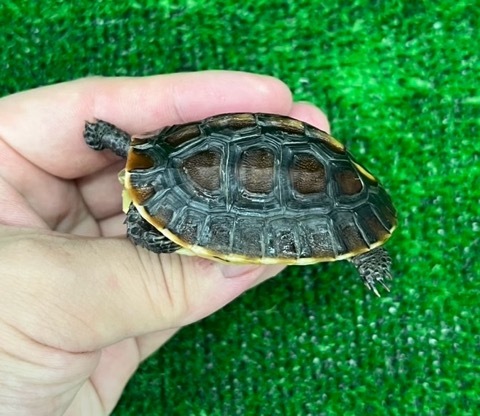8081 チュウゴクセマルハコガメ tsd♂ 5.5cm | 爬虫類小動物の