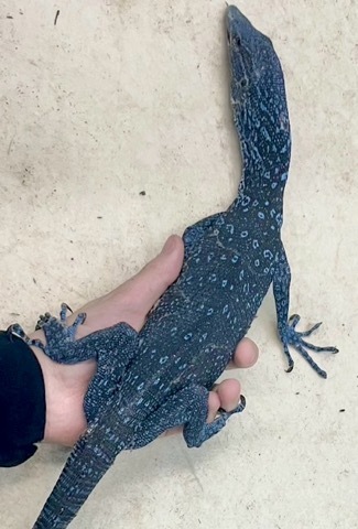 コバルトツリーモニター 骨格標本 トカゲ 爬虫類 コレクション