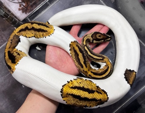 動物の惑星 plus 中国288体限定 ボールパイソン アルビノ パンプキン