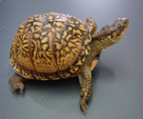 7823 極美 トウブハコガメ 12cm 飼い込み | 爬虫類小動物の買取＆販売