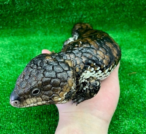 8241☆ 極美！ヒガシマツカサトカゲ アスパー トリカラー