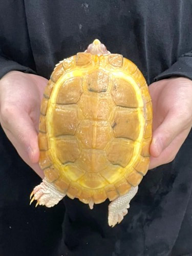 アルビノアカミミガメ 飼い込み 約13cm | 爬虫類小動物の買取＆販売 ルームズー