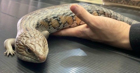7499 big！キタアオジタトカゲ 飼い込み | 爬虫類小動物の買取