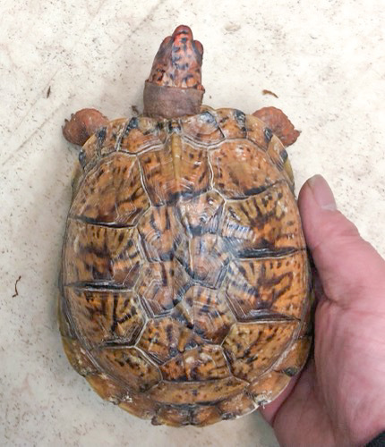 極美！トウブハコガメ スーパーレッド 約13cm 多甲板 | 爬虫類小動物の