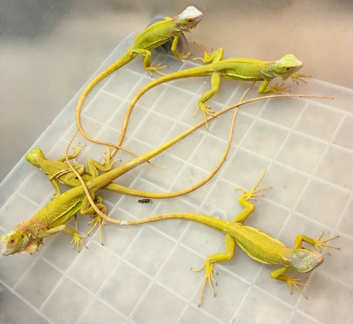 5407 アルビノイグアナCB ヤング 通常138000円 | 爬虫類小動物の買取