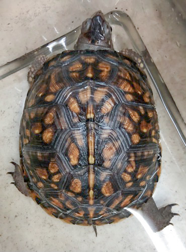 売約済 トウブハコガメ 極美個体 ヤング 約9.5cm | 爬虫類小動物の買取