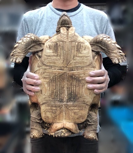 売約済 bigサイズ!ケヅメリクガメ 40cm♂ ペア可 | 爬虫類小動物