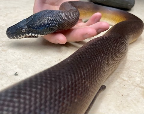 7365 アルバーティスパイソン 飼い込み♀ | 爬虫類小動物の買取