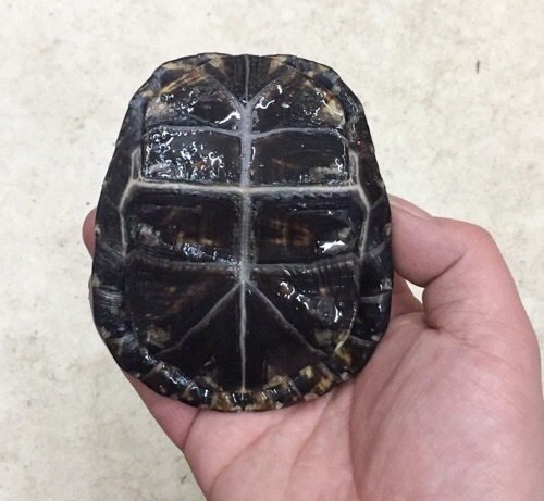 トウブハコガメ骨格標本(甲羅)黄色放射模様フルアダルト剥製爬虫類