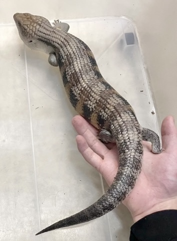 すえき　トカゲ文壺　送料込み0118 鬼灯型:ほおずきがた】乳白透かし電燈笠 オパール ジャスミン
