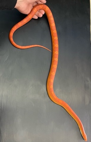 7926 コーンスネーク ファイア サブアダルト♂ | 爬虫類小動物の買取