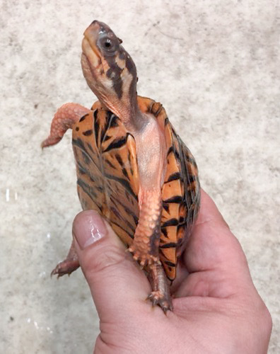 売約済 極美トウブハコガメ レッド 9.5cm | 爬虫類小動物の買取＆販売