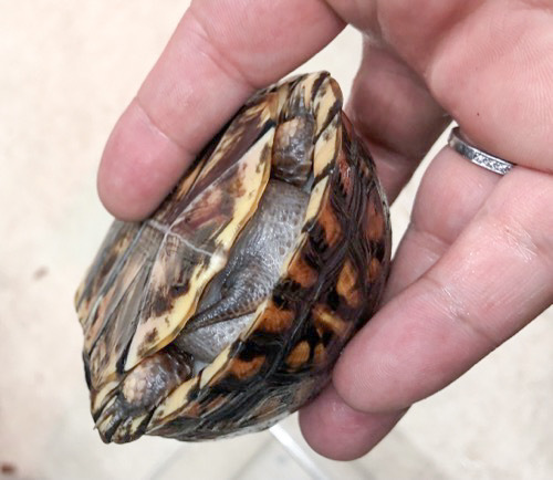 売約済 トウブハコガメ 極美個体 ヤング 約9.5cm | 爬虫類小動物の買取