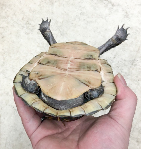 フロリダハコガメアダルト♂ 15cm | 爬虫類小動物の買取＆販売 ルームズー