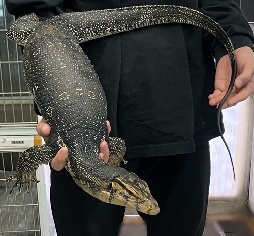 姫路店 6750 サルバトールモニター マカッサル産 飼い込みサブアダルト