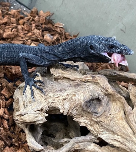 5711 ブラックツリーモニター 飼い込みヤング ピンクマウス餌付け済