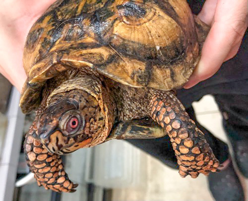トウブハコガメ フルアダルト♂ | 爬虫類小動物の買取＆販売 ルームズー