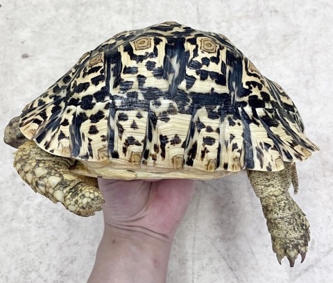 7363 ペア価格！極美個体！ヒョウモンリクガメ ケニア産 ペア 約20cm