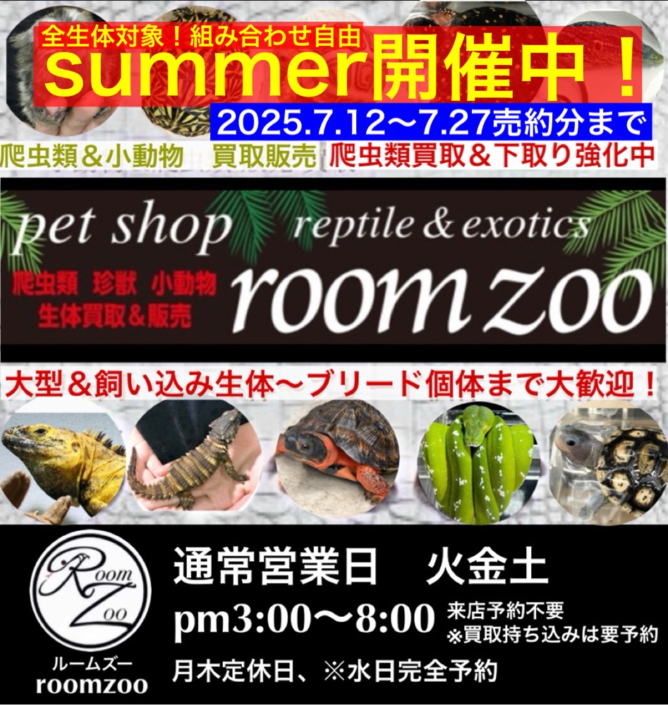 激レア　欠けアリ　熊本県産　マボロシリュウグウボタル 錦鯉販売 錦鯉通販 錦鯉ネット販売 特価 輝黒竜 30cm BTA14-077