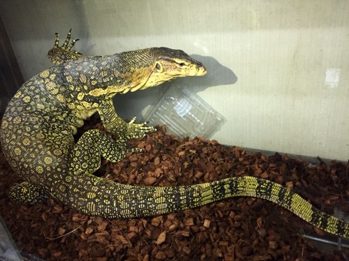 売約済 極美！サルバトールモニターsp アダルト1.5m ベタ慣れ | 爬虫類