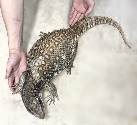7702 big！サバンナモニター アダルト 慣れた個体 | 爬虫類小動物の