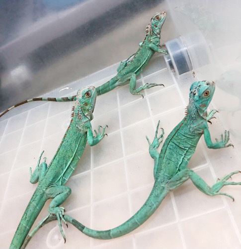ブルーイグアナCB ヤング 美個体 | 爬虫類小動物の買取＆販売 ルームズー