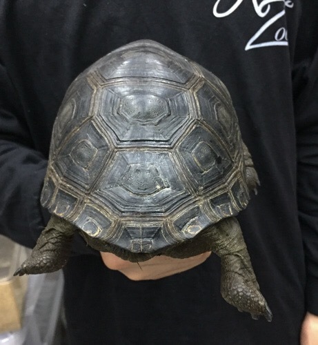 売約済 アルダブラゾウガメ セーシェル産 約16cm | 爬虫類小動物の買取