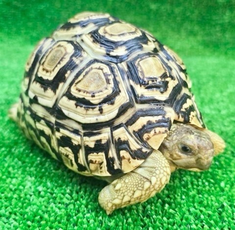 8842 ヒョウモンリクガメ 12.5cm 飼い込み | 爬虫類小動物の買取＆販売