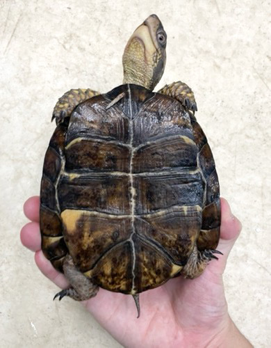 ペア価格！極美！トウブハコガメ アダルト ペア | 爬虫類小動物の買取