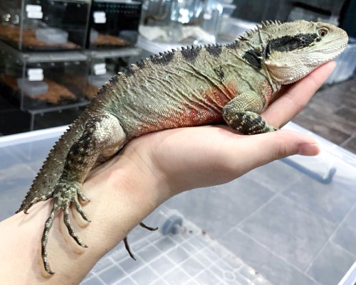 姫路店 ヒガシウォータードラゴン アダルト 飼い込み♂ | 爬虫類小動物