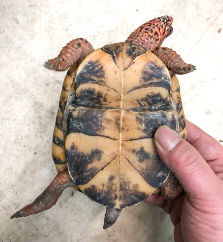 極美！トウブハコガメ スーパーレッド 約13cm 多甲板 | 爬虫類小動物の