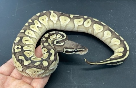 洋書　Designer-Morphs ボールパイソンとボアコンストリクター Designer-Morphs, Volume One: Ball Python and Boa Constrictor