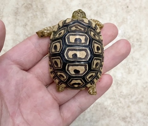 りくがめ 7446 ヒョウモンリクガメ 国産CB ベビー 約4cm | 爬虫類小動物の買取