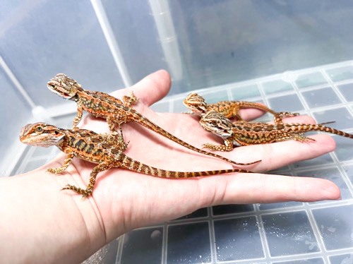 6534 フトアゴヒゲトカゲ レッド 国産CBベビー | 爬虫類小動物の買取