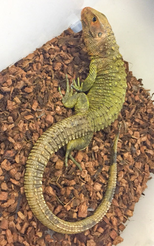 売約済 カイマントカゲ big！ 80cm | 爬虫類小動物の買取＆販売 ルームズー