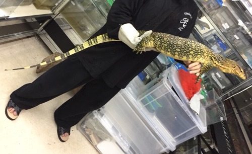 売約済 極美！サルバトールモニターsp アダルト1.5m ベタ慣れ | 爬虫類