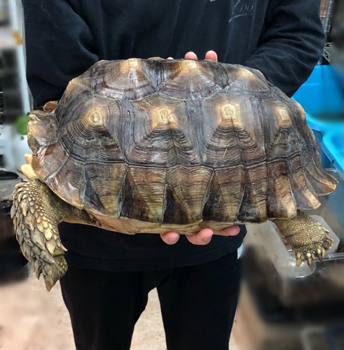 ケヅメリクガメ 約40cm おそらく♀ | 爬虫類小動物の買取＆販売 ルームズー