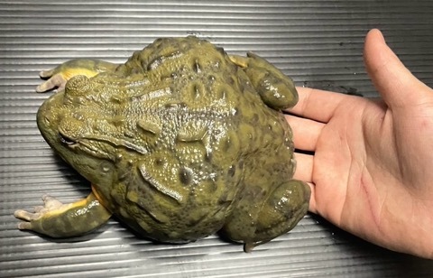 7657 アフリカウシガエル 飼い込み17cm♂ | 爬虫類小動物の買取＆販売 ルームズー