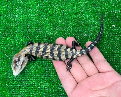 7743ハルマヘラアオジタトカゲhetアザン ベビー | 爬虫類小動物