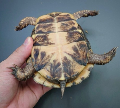 7829 極美 トウブハコガメ 約12.5cm 飼い込み | 爬虫類小動物の買取