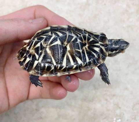 相生本店6950フロリダハコガメ 美個体 飼い込み 約6.5cm | 爬虫類