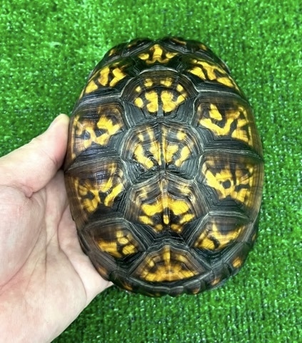 8159 ペア価格！極美トウブハコガメ 黒黄 アダルトペア 飼い込み 単体